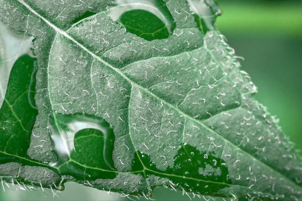 Close-up of a green leaf surface with tiny hairs and water droplets, showing intricate textures and leaf veins.