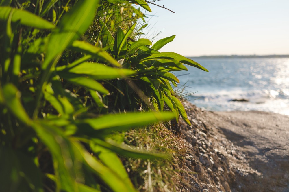 Close-up of lush greenery with glistening ocean water in the background.
