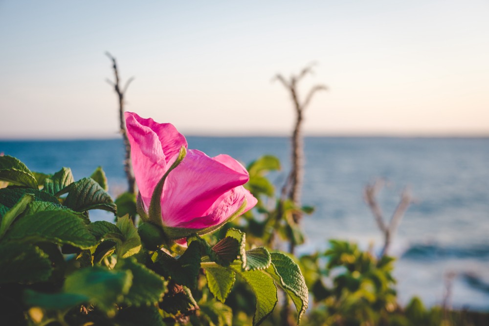 A single pink rose in bloom with green leaves in the foreground, overlooking a blurred seascape in the background.
