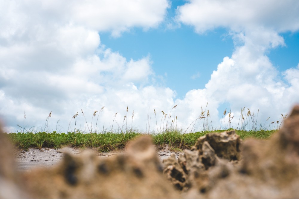 A ground-level view of a sandy area with tufts of grass and wildflowers against a blue sky with fluffy white clouds.