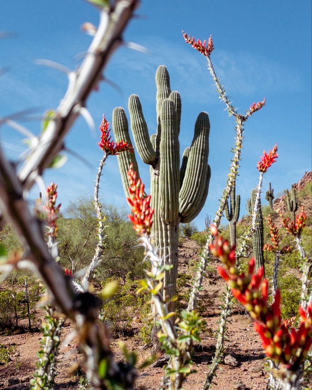 A desert landscape featuring a prominent saguaro cactus surrounded by ocotillo plants with bright red blooms under a blue sky.