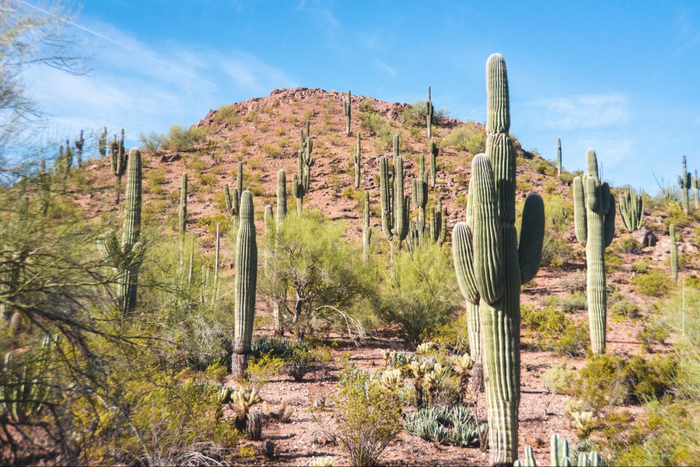 Photo of a desert landscape with scattered cacti in front of red rocky mountains and a blue sky with a handful of small clouds.