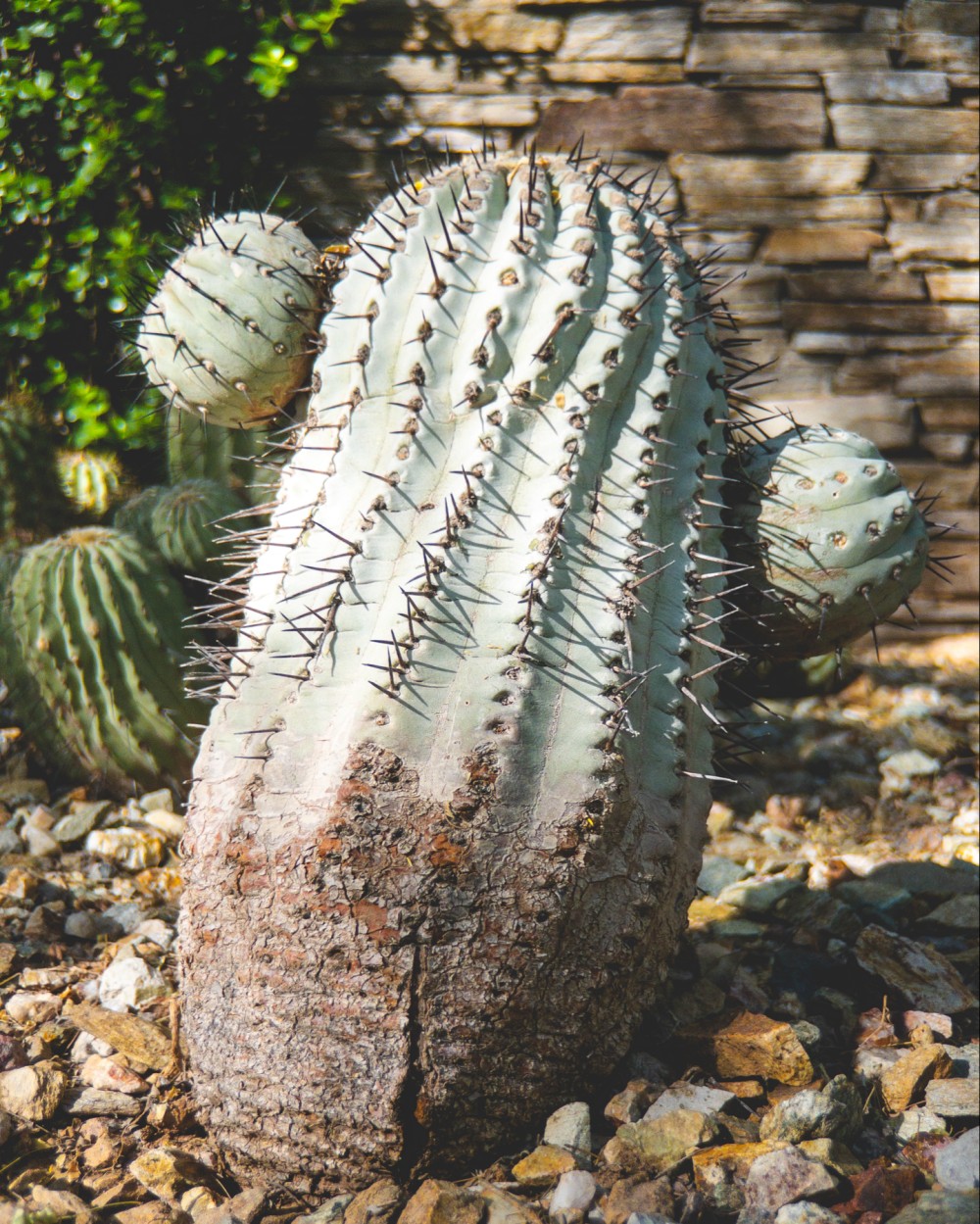 A cactus with long spines against a background of a stone wall and pebbly ground.