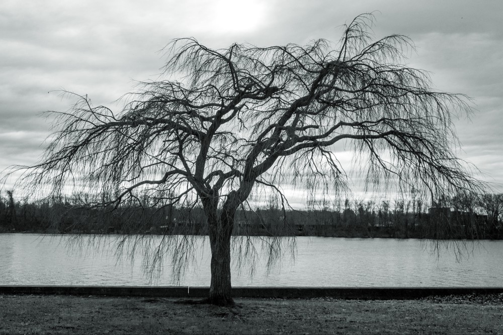A solitary willow tree with bare, drooping branches by a calm river, under a cloudy sky, captured in a black and white photograph.