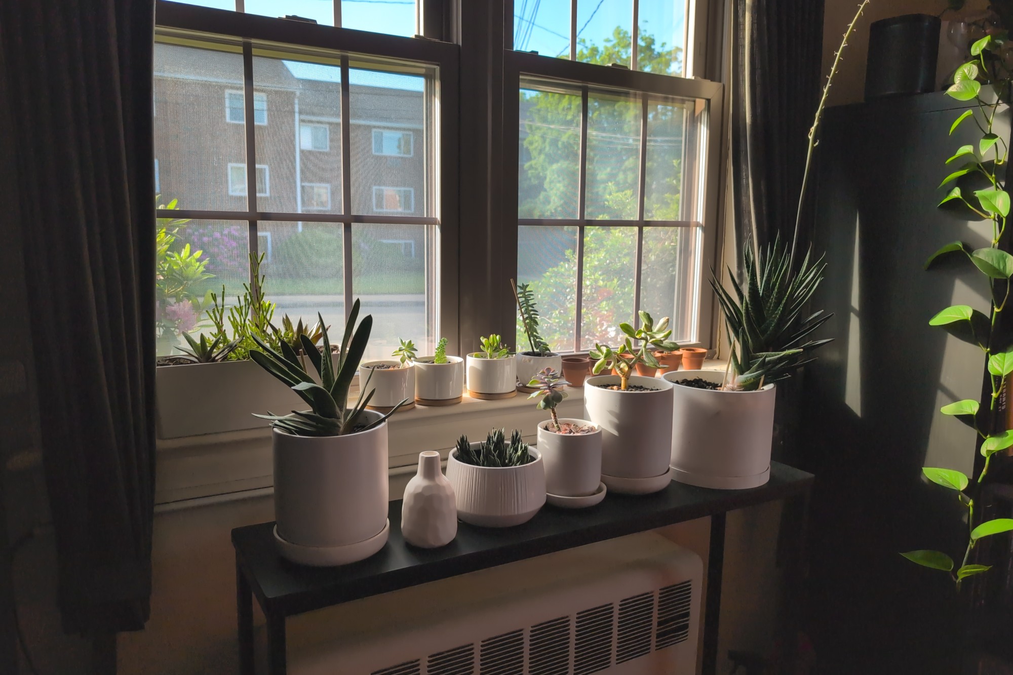 A window sill full of succulents is bathed in morning light
