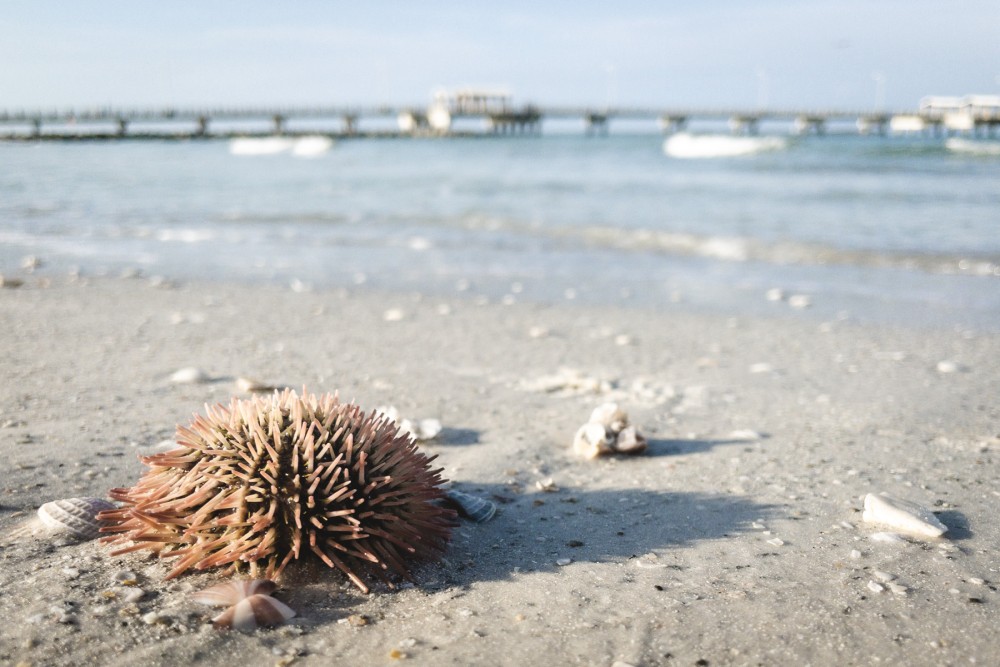 A sea urchin and several shells on a sandy beach, with a blurred pier and waves in the background.