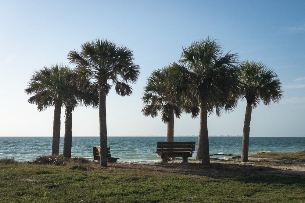 A serene coastline with multiple palm trees and a wooden bench overlooking the sea.
