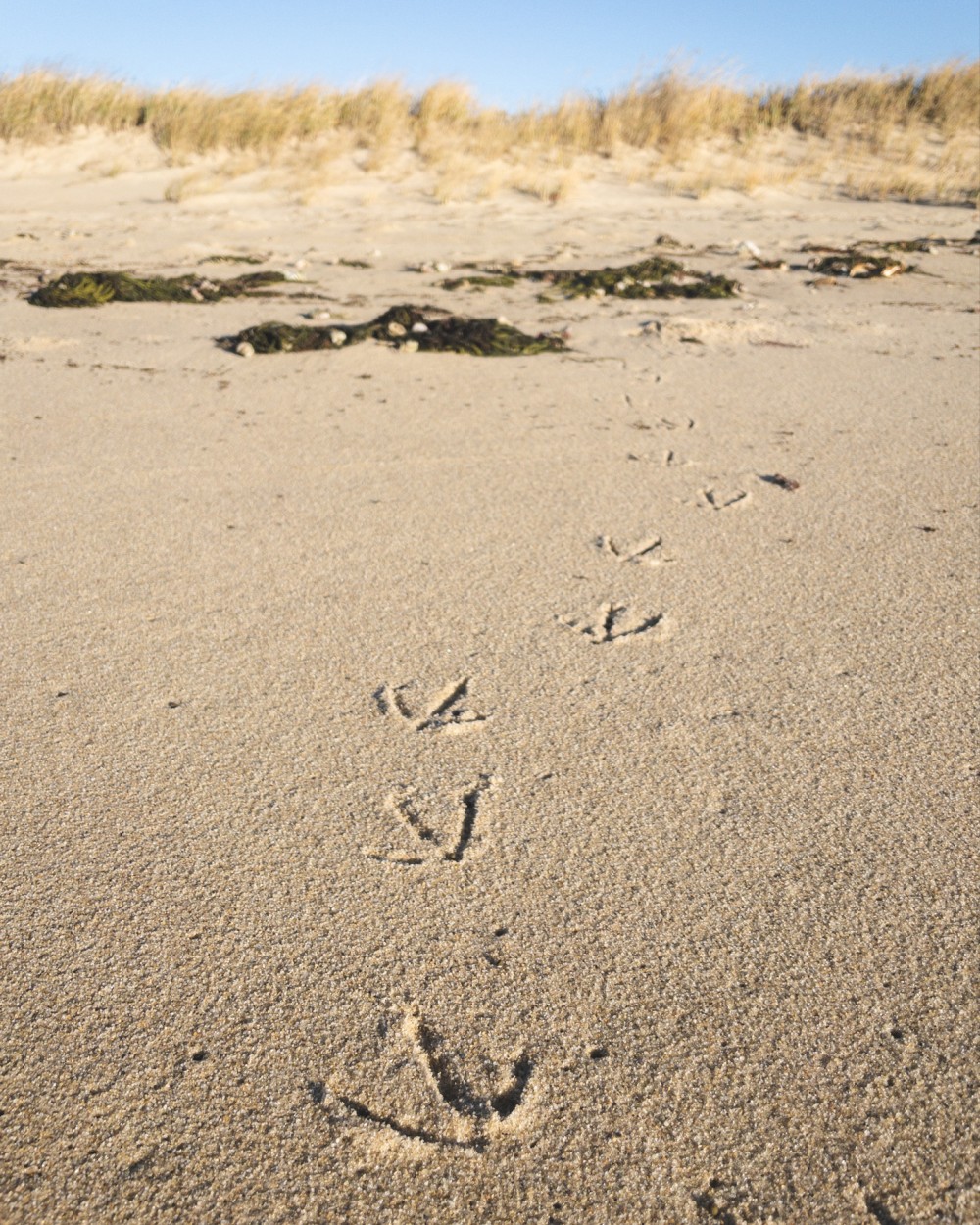 A series of bird footprints on a sandy beach leading toward dunes with some scattered seaweed.