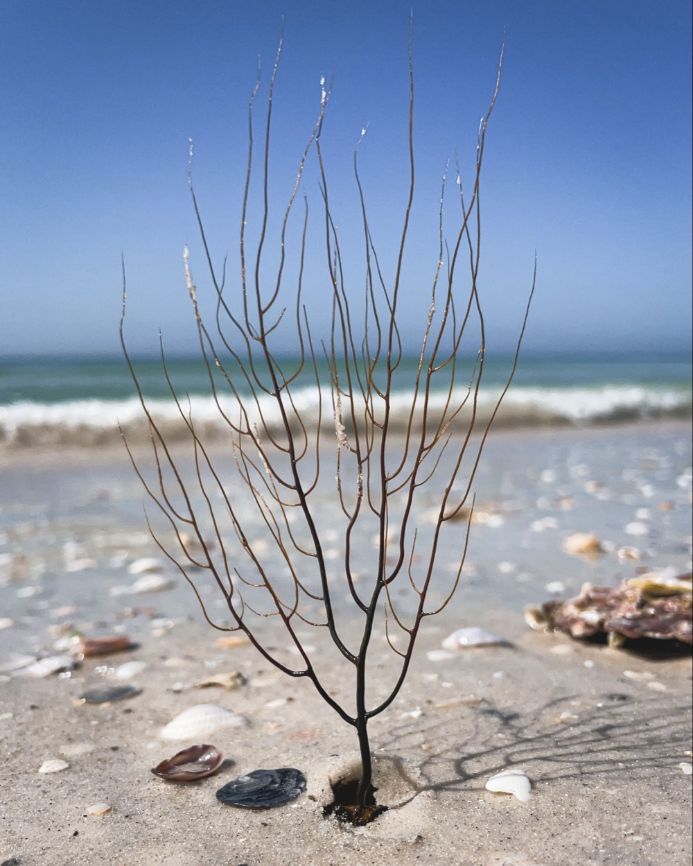 Close up photo of a dried out sea plant that resembles a tree propped up in sand on a beach surrounded by a few cells. The background is a small rolling wave in front of a bright blue sky.