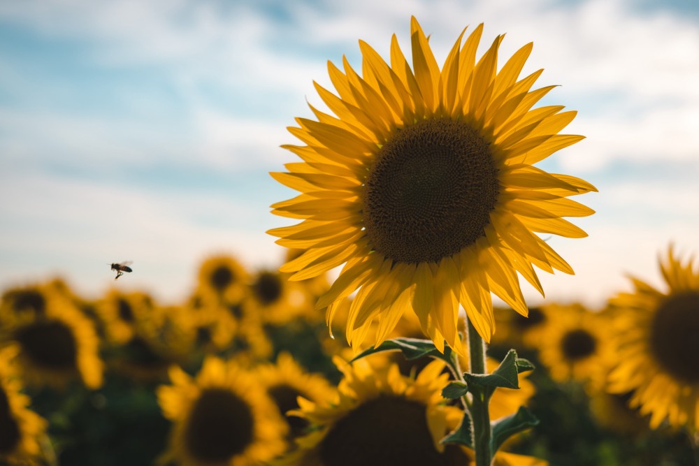 A sunflower close-up with numerous sunflowers in the background and a bee in flight on the left side, under a blue sky with light cloud cover.