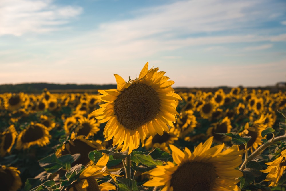 A field of blooming sunflowers under a blue sky with light clouds.