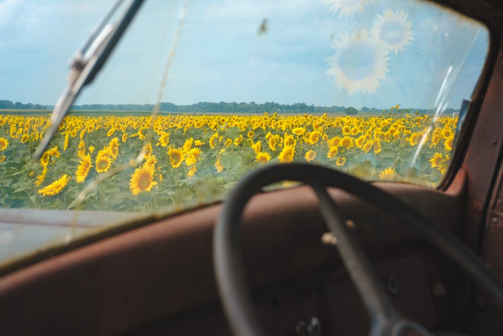A field of sunflowers viewed from the interior of a vehicle, with the vehicle's steering wheel visible in the foreground and sunflower reflections on the windshield.