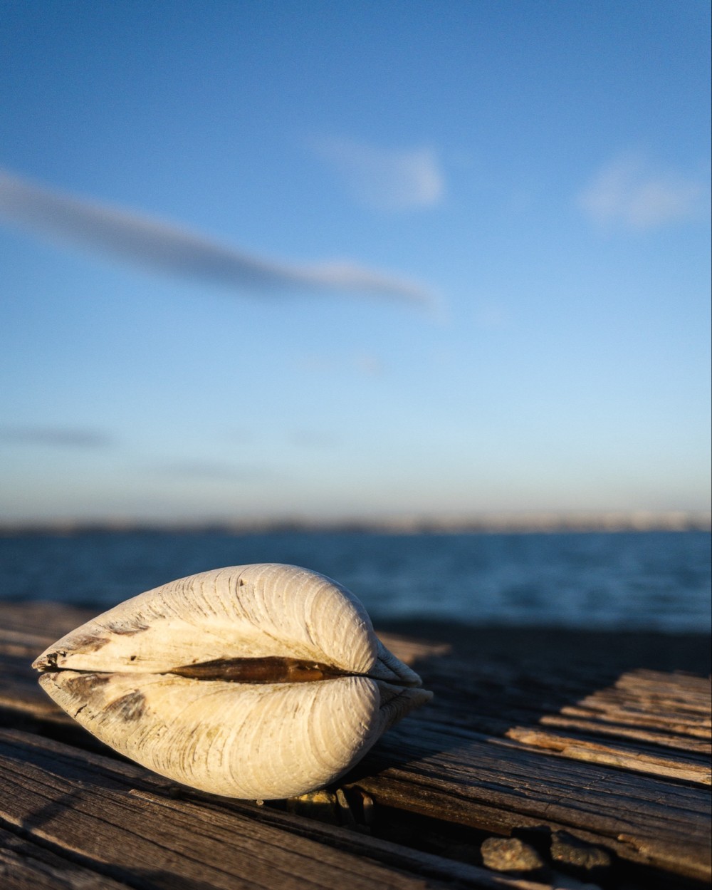 A close-up of a seashell on a wooden dock with the ocean in the background and a blue sky with wispy clouds above.
