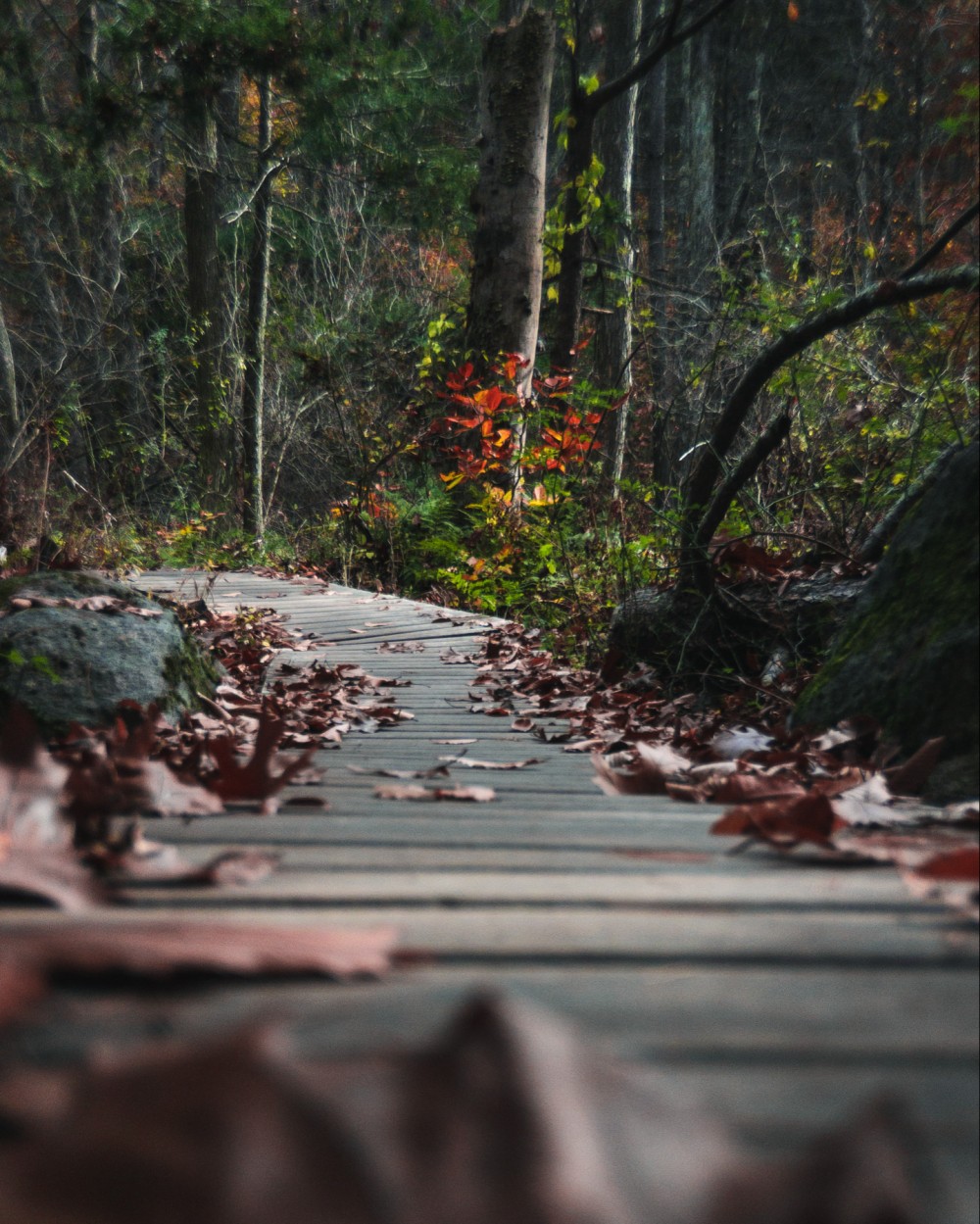 Wooden boardwalk meandering through a forest with fallen leaves and greenery.