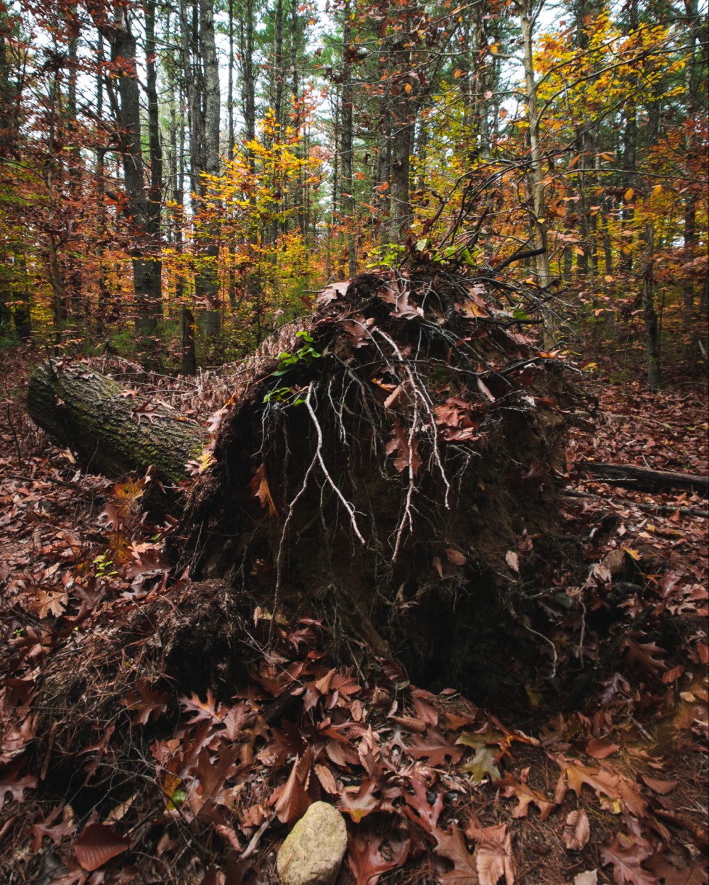 Fallen tree with exposed roots in a forest during autumn, surrounded by fallen leaves.