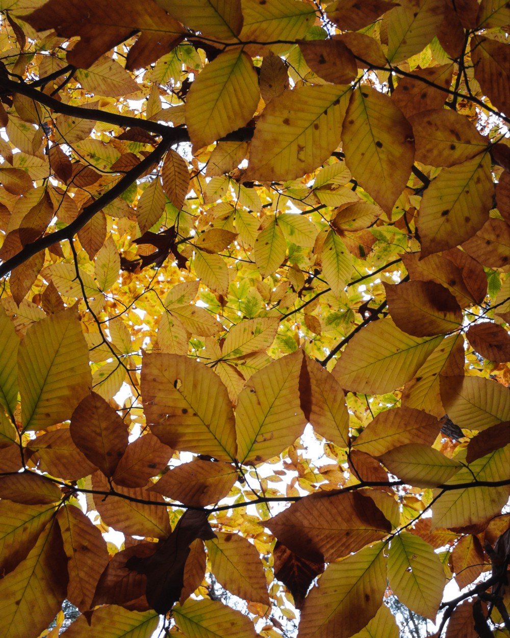 Autumn leaves from a low angle view, showing a canopy of golden-yellow and brown leaves against a bright sky.