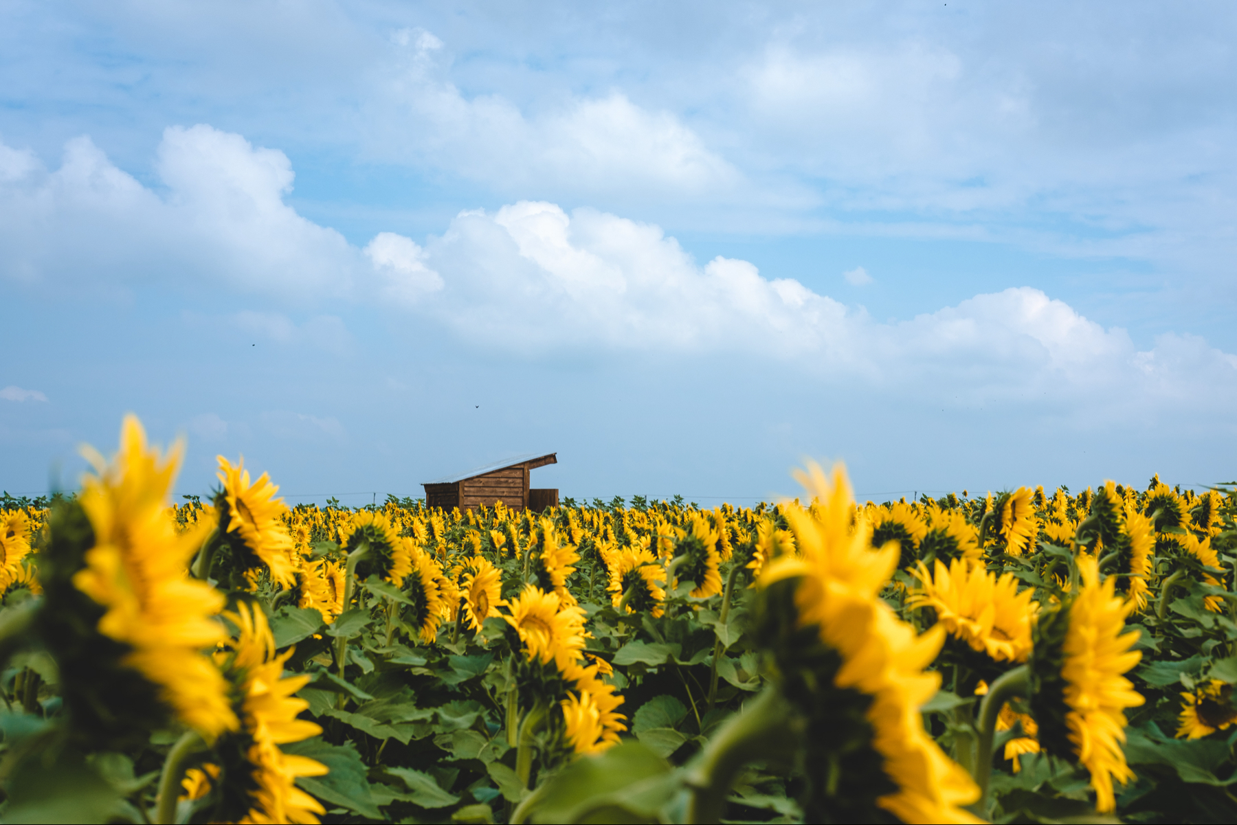 A field of sunflowers under a blue sky with white clouds, with a small wooden structure in the background.