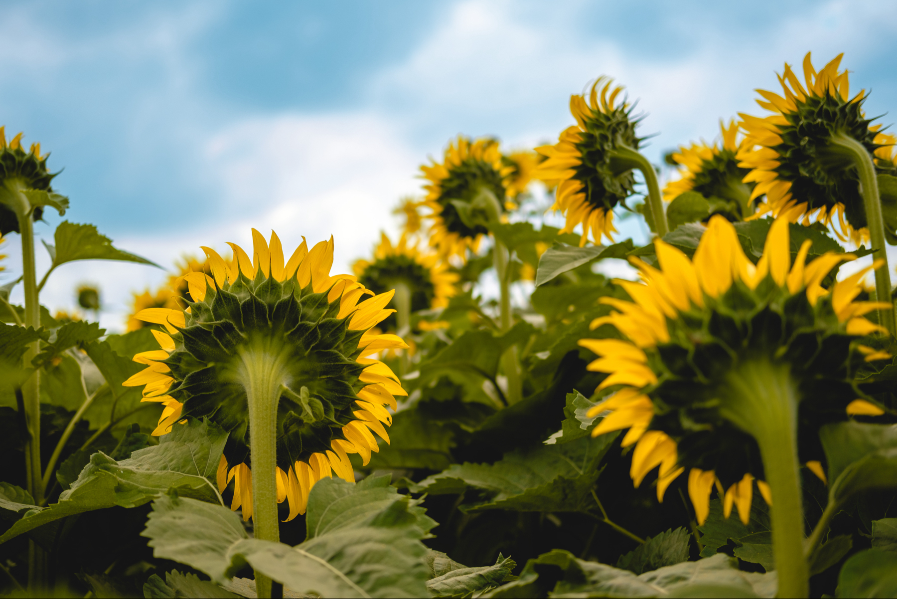 A field of sunflowers with their heads turned away from the camera against a partly cloudy sky.
