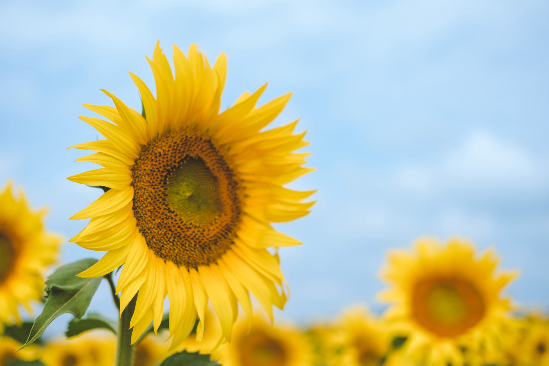 A vibrant sunflower in the foreground with more sunflowers softly blurred in the background against a clear blue sky.