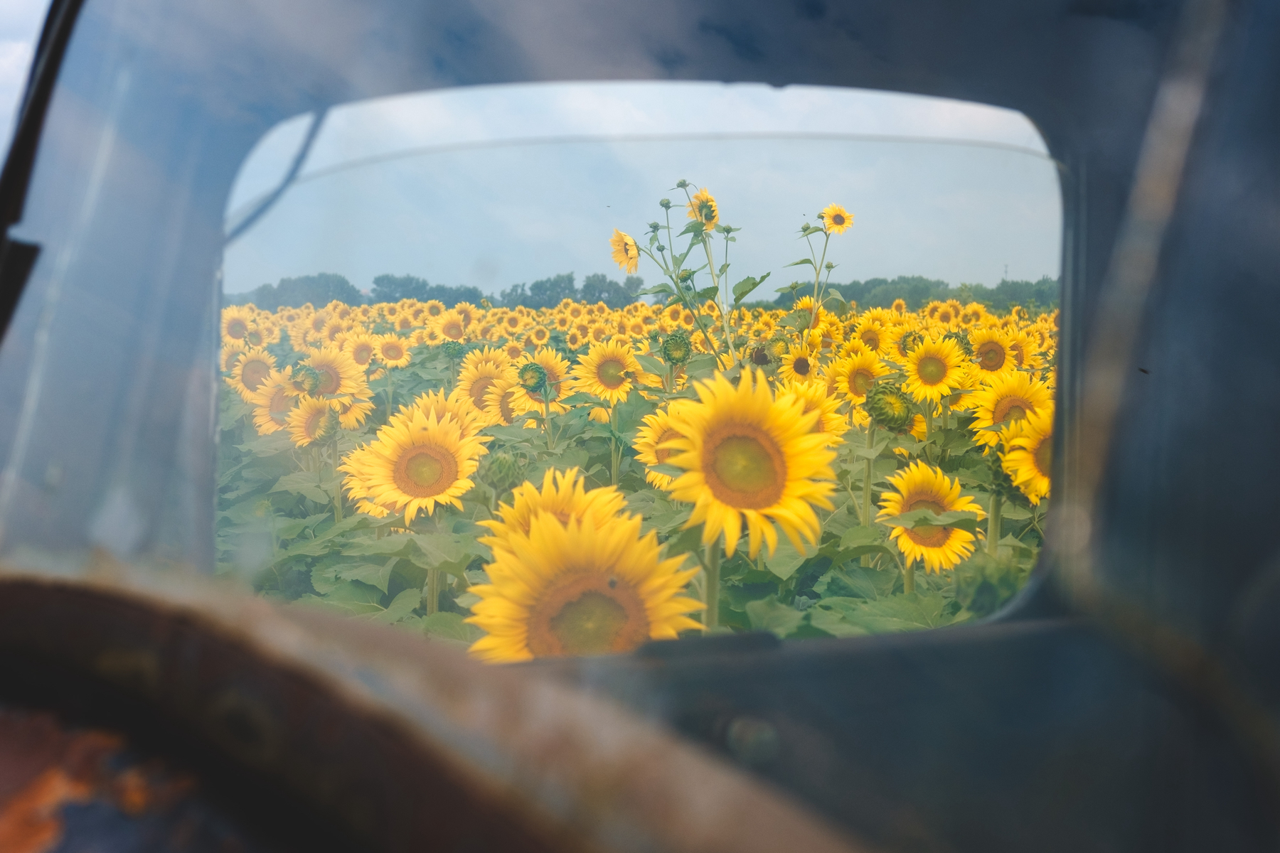 A field of sunflowers viewed through the window of a vintage vehicle.