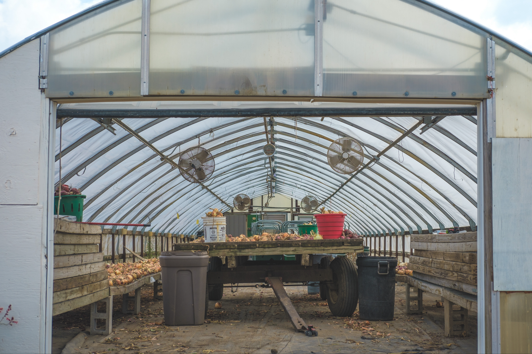 A greenhouse interior with stacks of onions on tables, a trailer, and large fans on the rear wall.