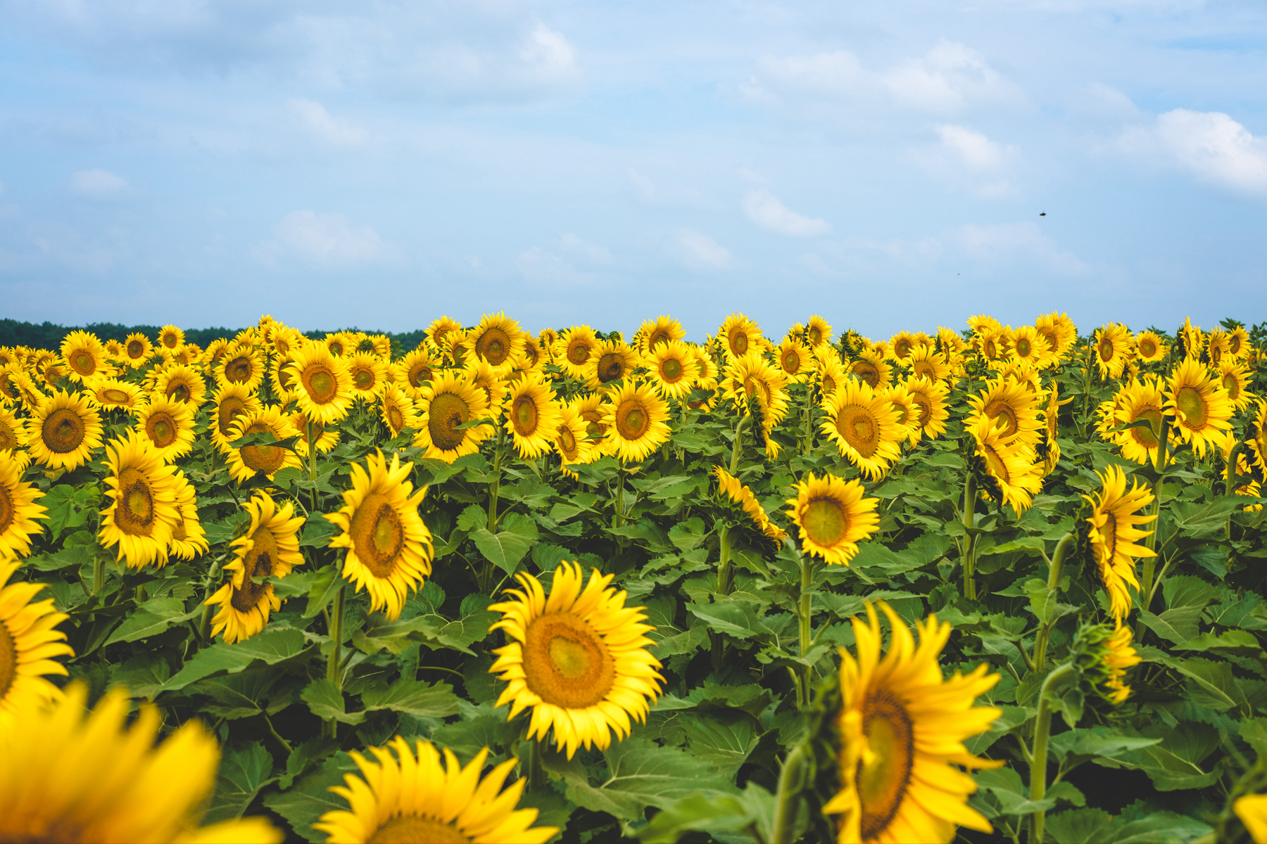 A field of blooming sunflowers under a blue sky with light clouds.