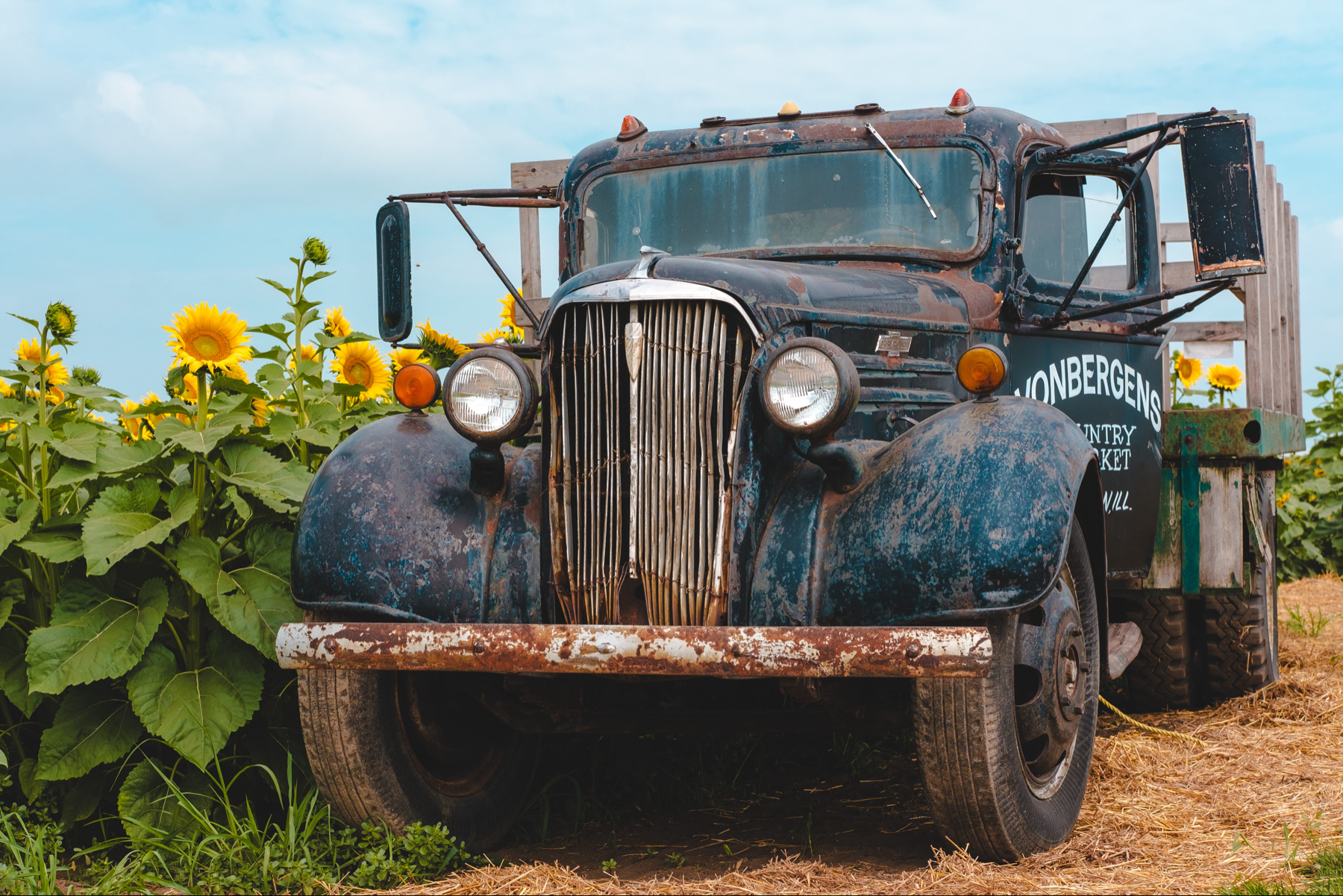 An old, rusted truck with a wooden flatbed parked in front of a field of sunflowers.