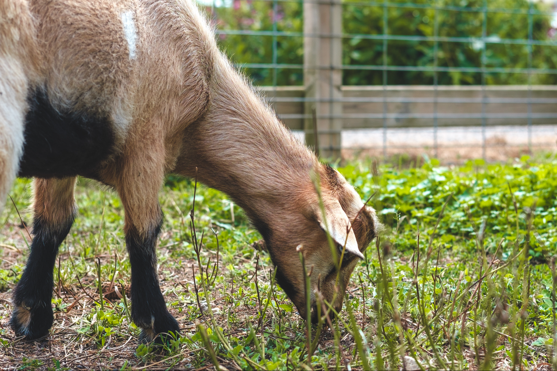A young goat grazing in a grassy area with a fence in the background.