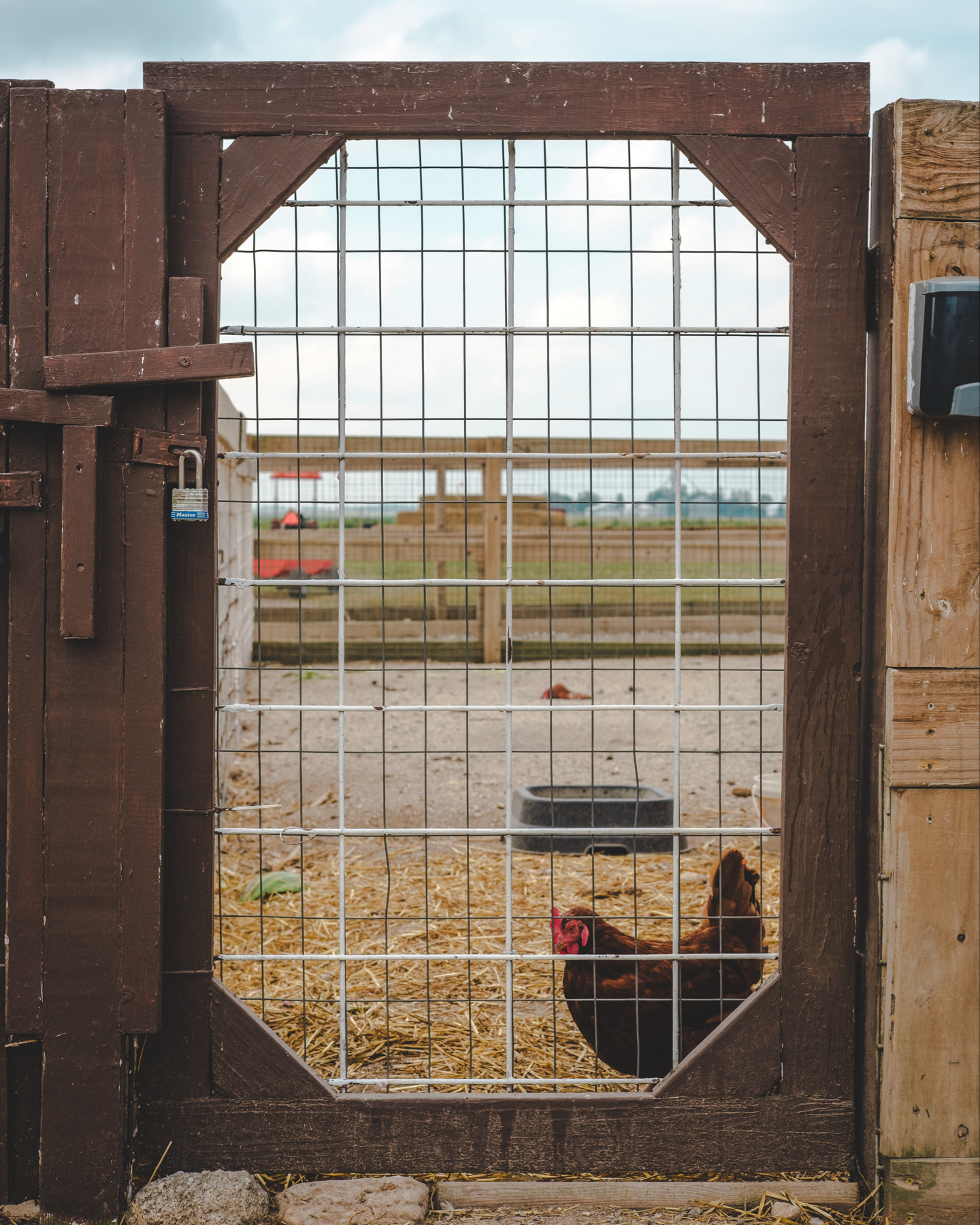 A wooden farm gate with a chicken visible through the gate. Straw covers the ground inside the enclosure.
