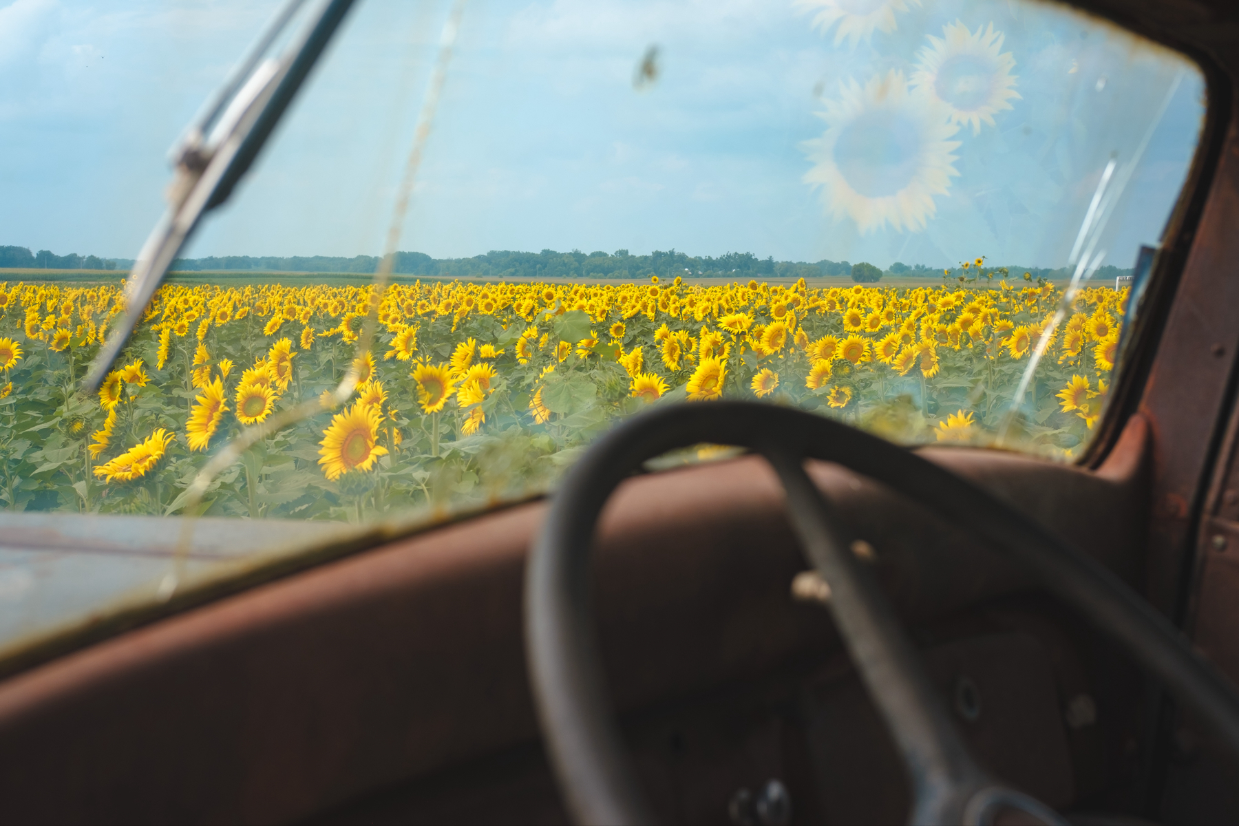 A field of sunflowers viewed from the interior of a vehicle, with the vehicle’s steering wheel visible in the foreground and sunflower reflections on the windshield.