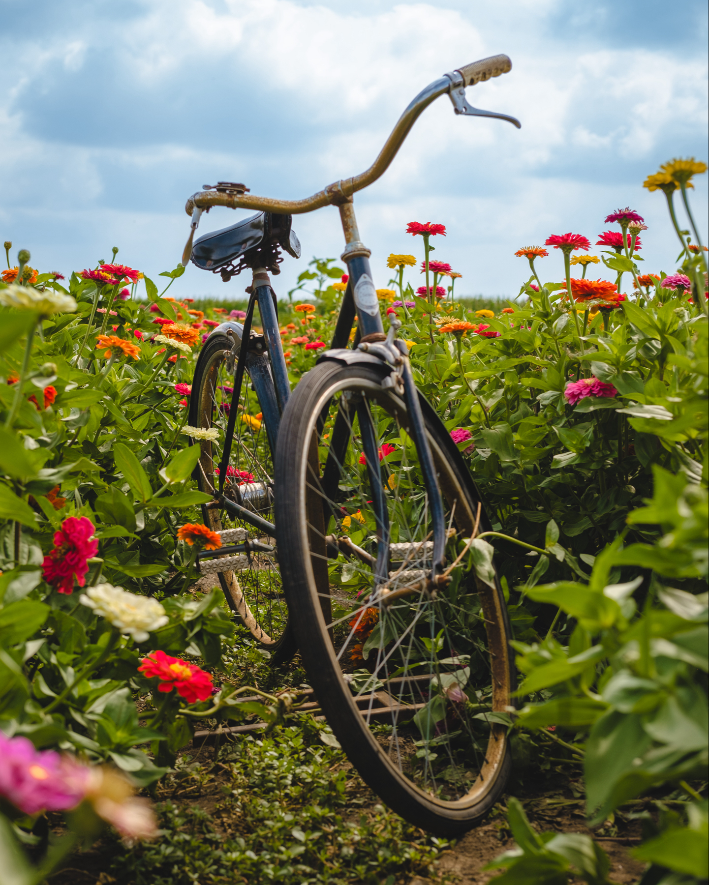 An old bicycle stands among colorful zinnia flowers under a blue sky with white clouds.