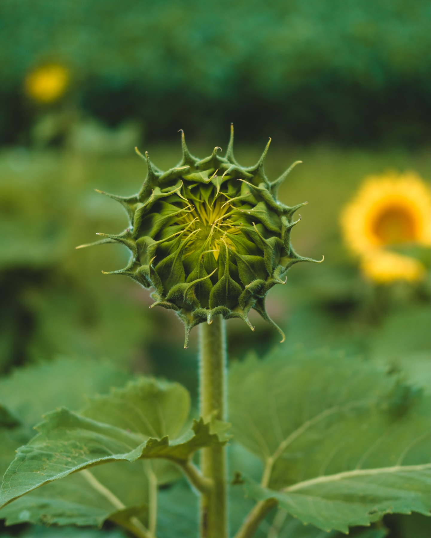 A close-up of an unopened sunflower with a fully bloomed sunflower in the background.