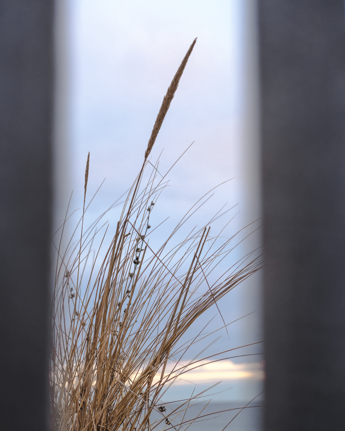 Dry grasses viewed through a narrow gap between two vertical fence slats, with a soft-focus background of a cloudy sky with a pale sunrise