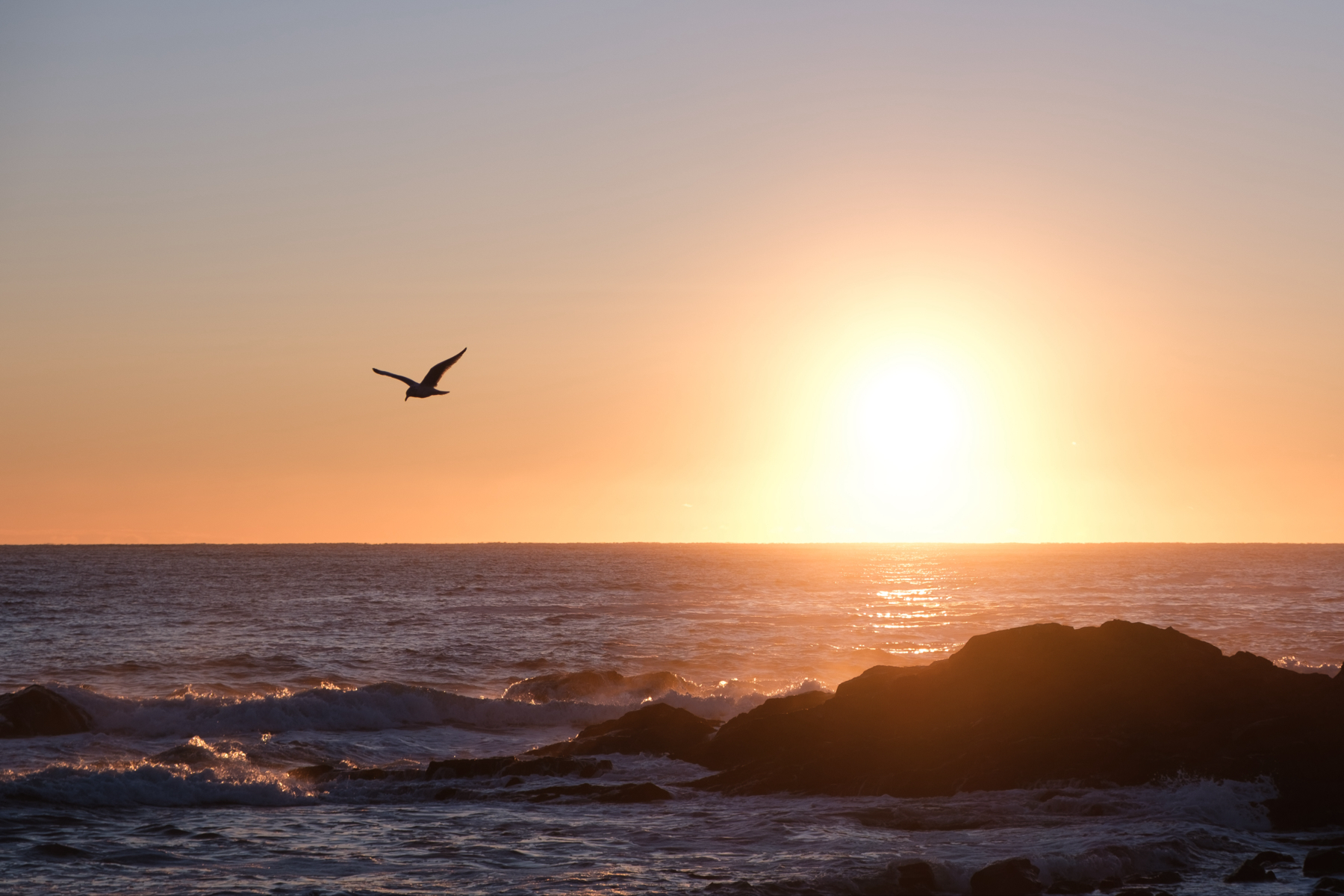 Seagull flying over the sea at sunrise with rocks in the foreground and the sun low on the horizon.