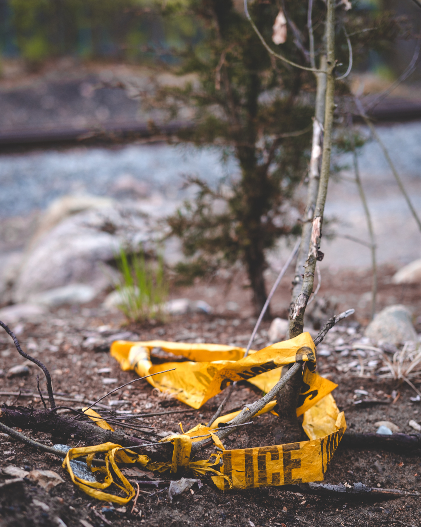 Yellow police caution tape entangled in branches on the ground outdoors in front of a small pine tree