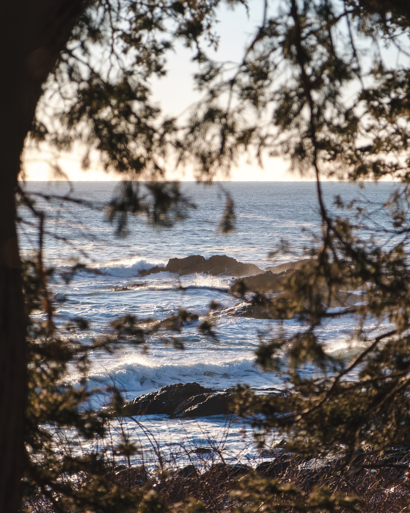 Seascape view through tree branches with waves crashing against rocks.